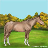 Horse Color:Liver Chestnut Pearl 