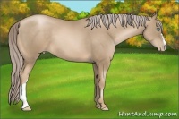 Horse Color:Chocolate Palomino Pearl