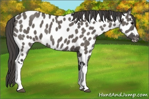 Horse Color:Grullo Appaloosa 