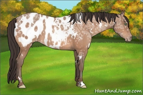 Horse Color:White Spotted Sable Champagne Ice Near Leopard