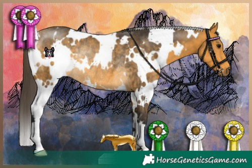 Horse Color:White Spotted Buckskin Rabicano 