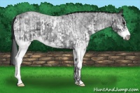 Horse Color:White Spotted Blue Roan Rabicano  and White Spotted Blue Roan Frame Rabicano 