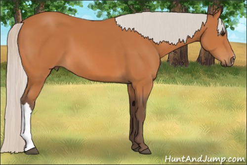 Horse Color:Silver Bay 