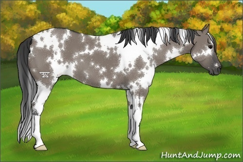 Horse Color:White Spotted Grullo 