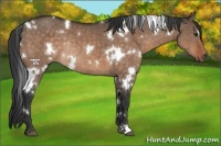 Horse Color:White Spotted Brown Dun Rabicano Brindle