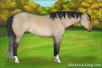 Horse Color:Brown Dun Rabicano