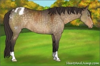 Horse Color:Buckskin Dun Appaloosa 
