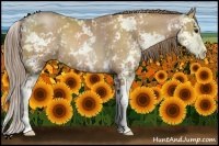Horse Color:Black Pearl Sabino Rabicano