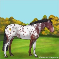 Horse Color:White Spotted Bay Appaloosa 