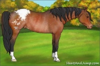 Horse Color:Bay Varnish Rabicano