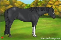 Horse Color:Black Appaloosa