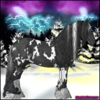 Horse Color:White Spotted Black