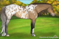 Horse Color:Buckskin Roan Near Leopard Rabicano 