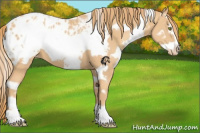 Horse Color:White Spotted Gold Champagne Frame Appaloosa 