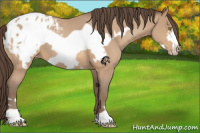Horse Color:Amber Champagne Roan Frame Appaloosa