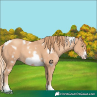 Horse Color:White Spotted Gold Champagne Frame 