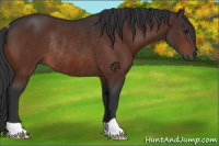 Horse Color:Bay Rabicano 