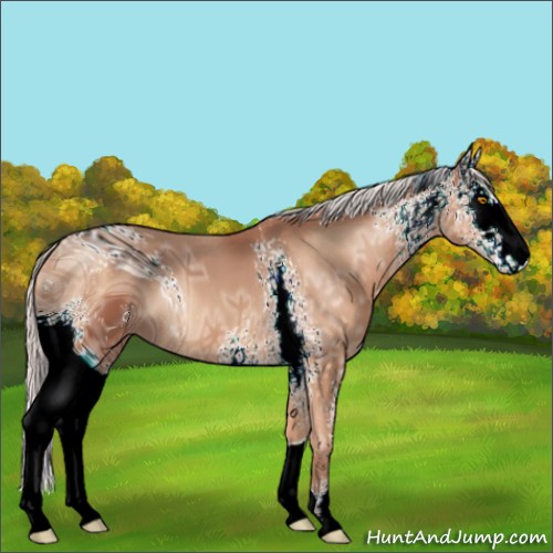 Horse Color:ERROR: UNKNOWN ANOMALY