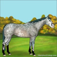Horse Color:Watercolor Brown Ice Sabino 