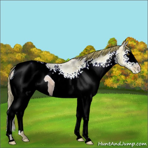 Horse Color:ERROR: UNKNOWN ANOMALY