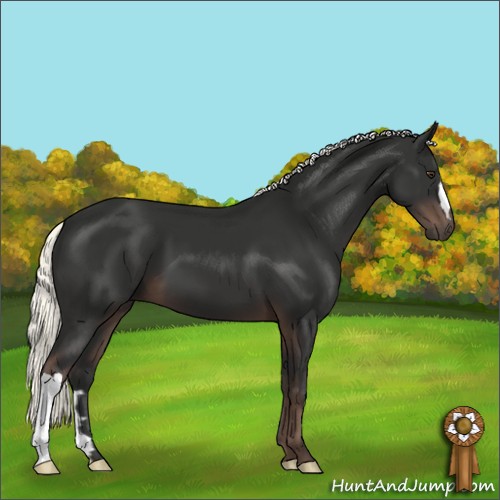 Horse Color:Liver Chestnut Mushroom 