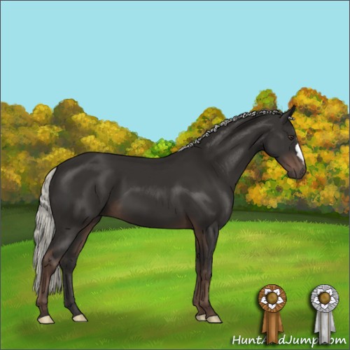 Horse Color:Liver Chestnut Mushroom