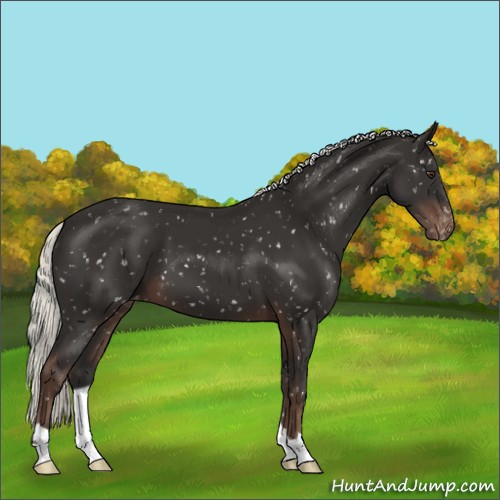Horse Color:Liver Chestnut Mushroom Appaloosa 