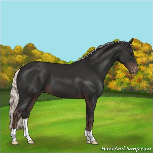Horse Color:Liver Chestnut Mushroom Varnish