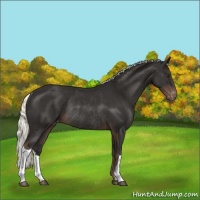 Horse Color:Liver Chestnut Mushroom Varnish Rabicano 