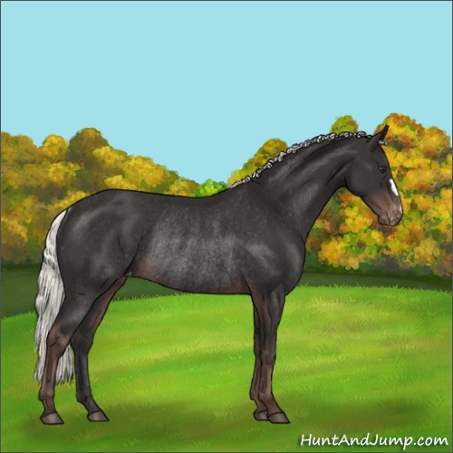 Horse Color:Liver Chestnut Mushroom Appaloosa Rabicano