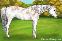 Horse Color:Bay Sabino 