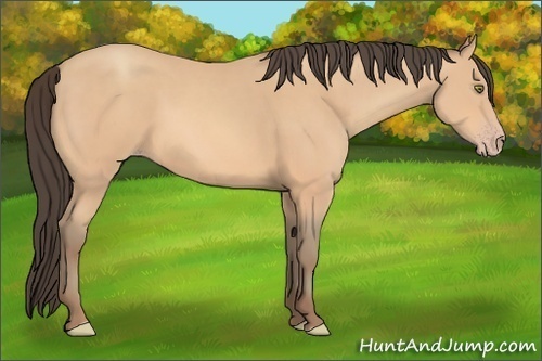 Horse Color:Amber Champagne
