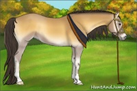 Horse Color:Buckskin Onyx 