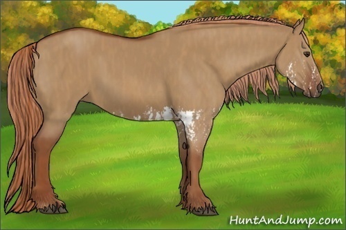 Horse Color:Red Dun Splash  Brindle