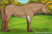 Horse Color:Red Dun Splash Brindle