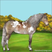 Horse Color:White Spotted Silver Brown Dun Mushroom Brindle 
