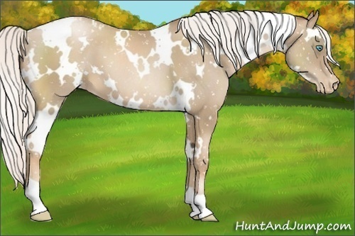 Horse Color:White Spotted Silver Smoky Black Pearl Appaloosa 