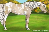 Horse Color:White Spotted Silver Smoky Black Pearl Appaloosa 