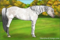 Horse Color:White Spotted Brown Dun 