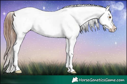 Horse Color:White Spotted Black Appaloosa