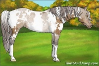 Horse Color:White Spotted Buckskin Dun Appaloosa Rabicano