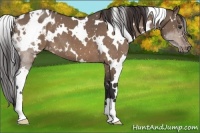 Horse Color:White Spotted Brown Dun Appaloosa 