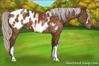 Horse Color:Silver Buckskin Appaloosa 