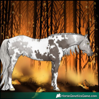Horse Color:White Spotted Silver Black 