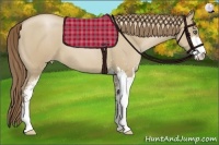 Horse Color:Grullo Roan Pearl Sabino