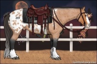 Horse Color:Bay Roan Splash Appaloosa 