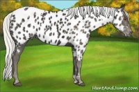 Horse Color:White Spotted Silver Smoky Black Chinchilla Near Leopard 
