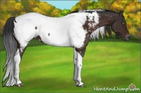 Horse Color:Brown Tobiano Near Fewspot 