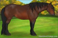 Horse Color:Gray Bay 