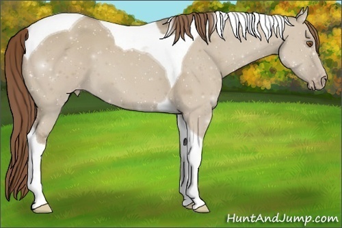 Horse Color:Classic Champagne Dun Tobiano Varnish 